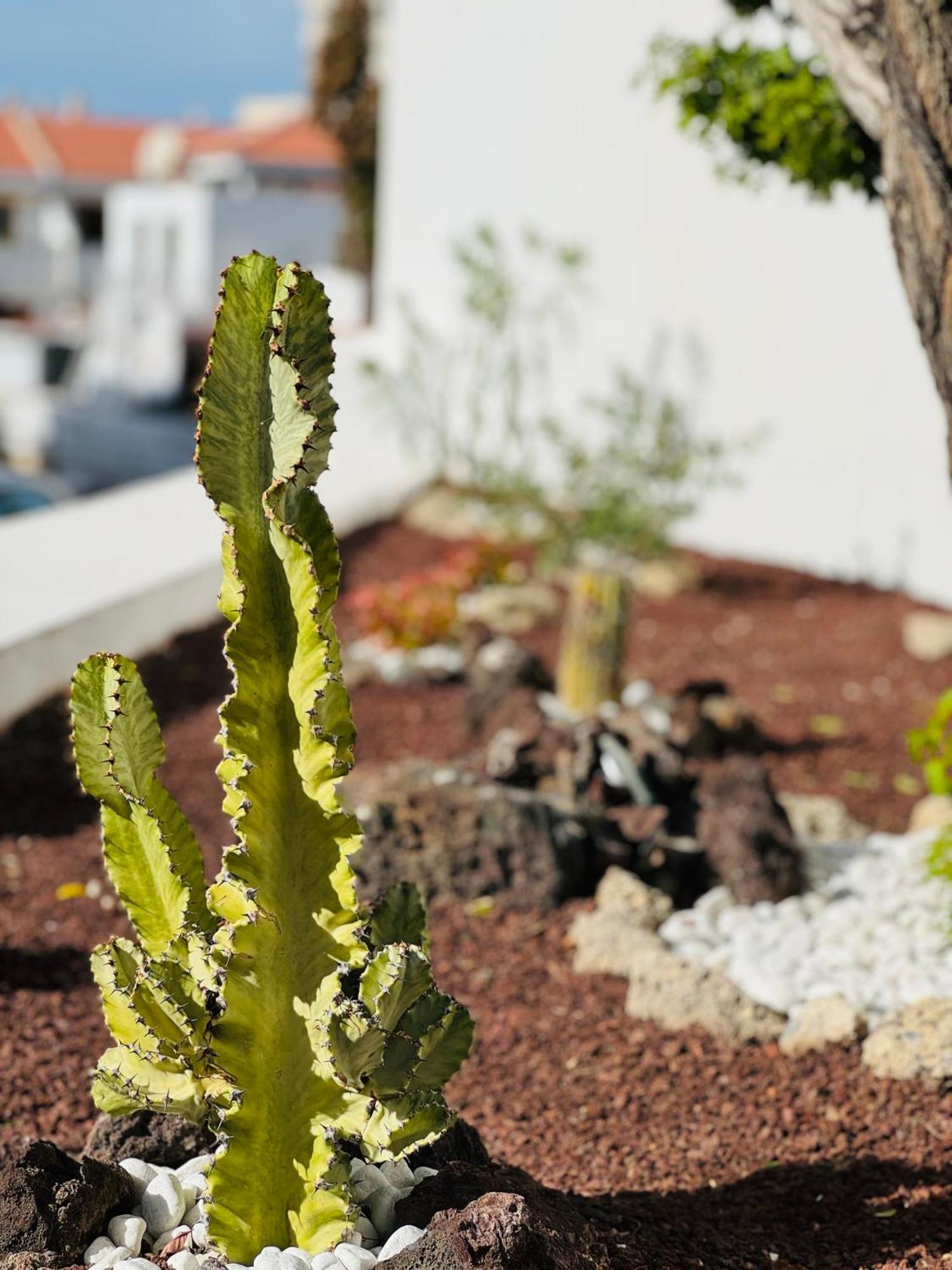 Garden City Private Apartment Costa Adeje Playa Feñabe Εξωτερικό φωτογραφία