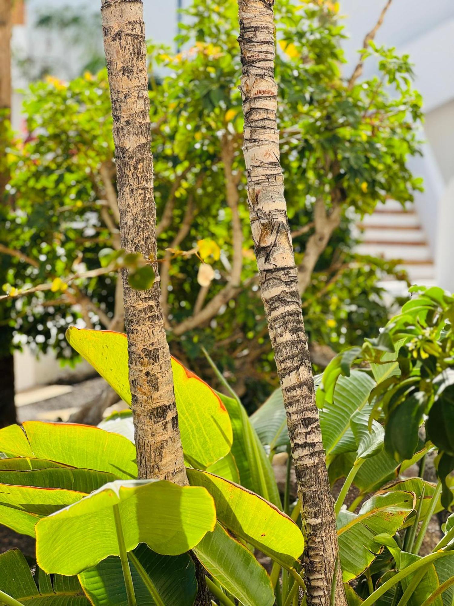 Garden City Private Apartment Costa Adeje Playa Feñabe Εξωτερικό φωτογραφία