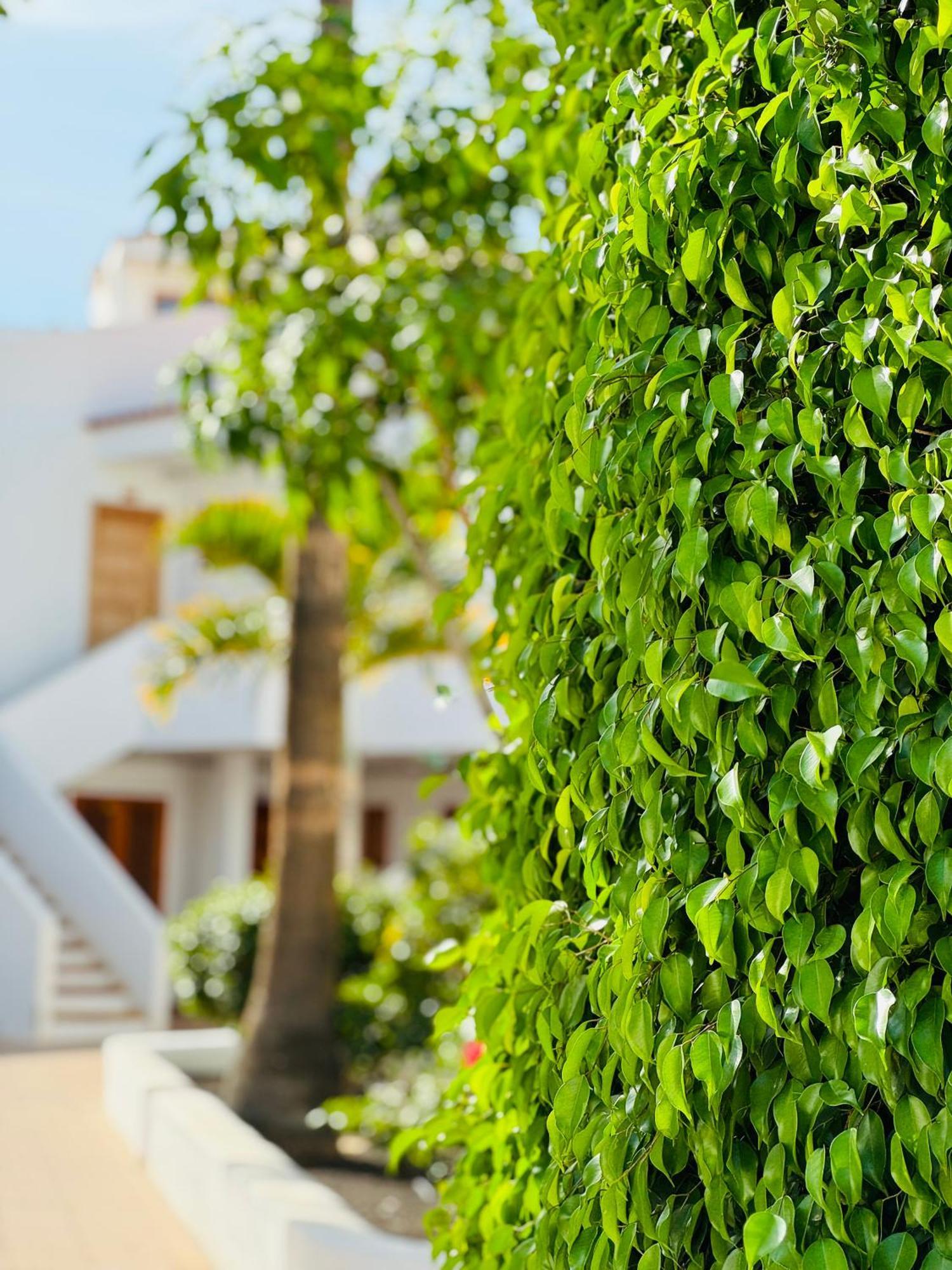 Garden City Private Apartment Costa Adeje Playa Feñabe Εξωτερικό φωτογραφία